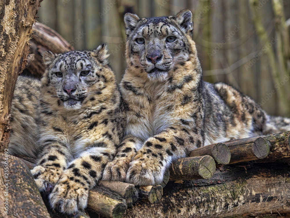 Obraz premium Female Snow leopard, Uncia ounce, with subadult chick