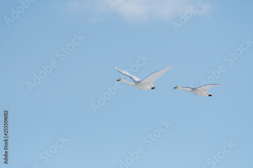 Whooper swans flying  Kushiro city  Hokkaido  Japan