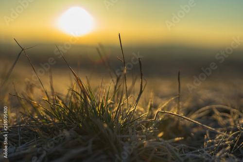frozen Grass on a Winter Sunrise