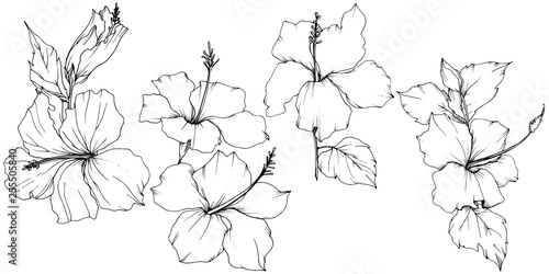 Vector Hibiscus floral botanical flower. Black and white engraved ink art. Isolated hibiscus illustration element.