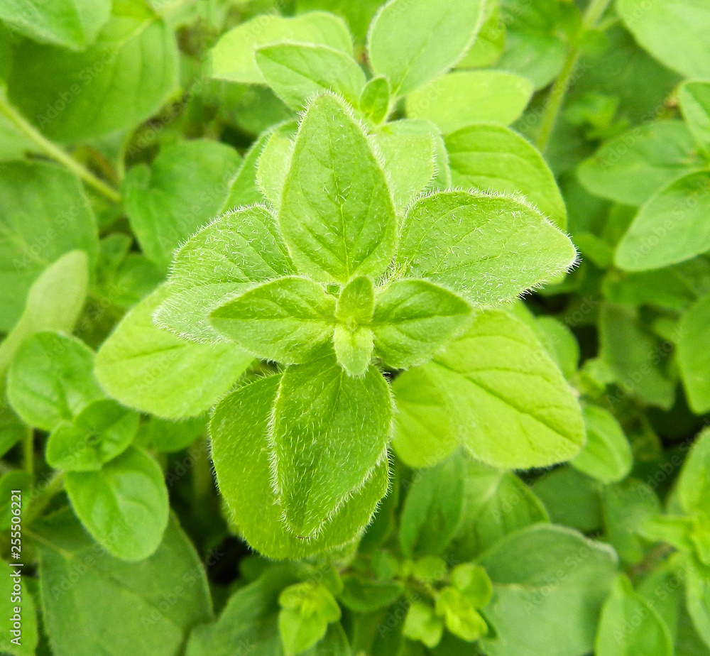 Oregano bright green furry new leaves (Origanum vulgare). Fresh oregano growing in the herb garden. Cuisine herbs. Oregano bright green furry new leaves (Origanum vulgare). Fresh oregano growing in the herb garden. Cuisine herbs.