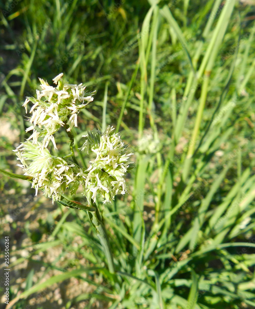 Blooming grass on green meadow. Allergy concept - grass flowers. Blooming grass on green meadow. Allergy concept - grass flowers.