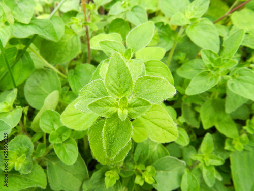 Oregano bright green furry new leaves (Origanum vulgare). Fresh oregano growing in the herb garden. Cuisine herbs.