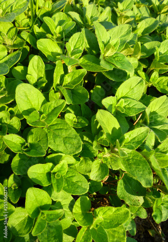 Oregano bright green furry new leaves (Origanum vulgare). Fresh oregano growing in the herb garden. Cuisine herbs.