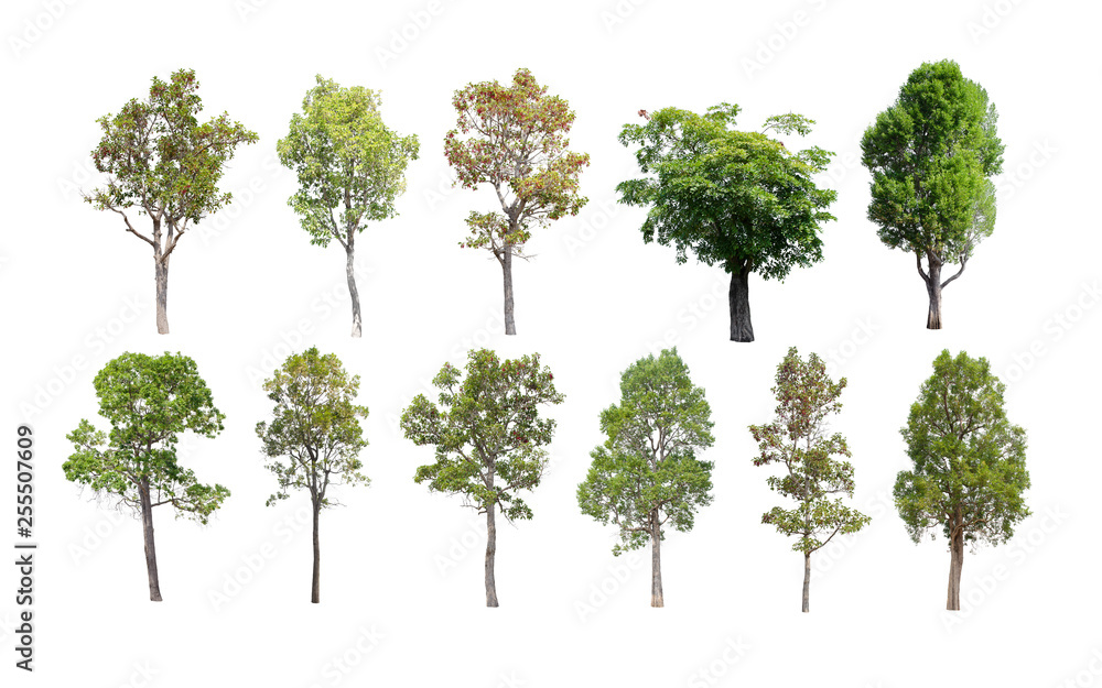 Isolated trees on white background. Isolated trees on white background.
