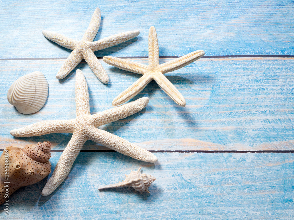 Marine objects, shells and starfish on wood Marine objects, shells and starfish on wood