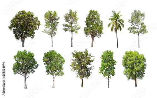 Isolated trees on white background.