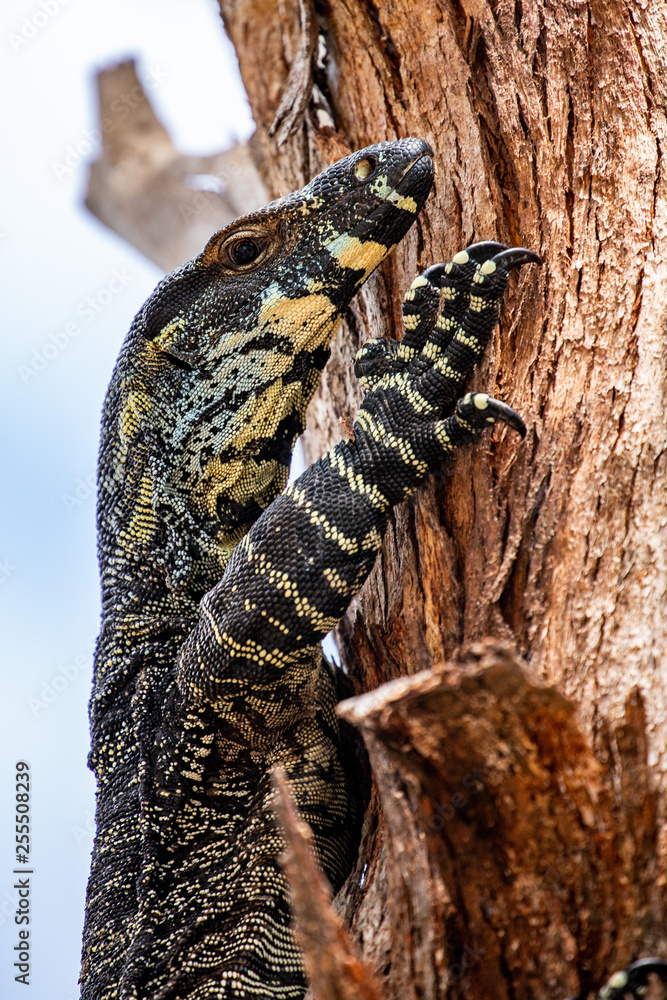 Fototapeta premium goanna in a atree