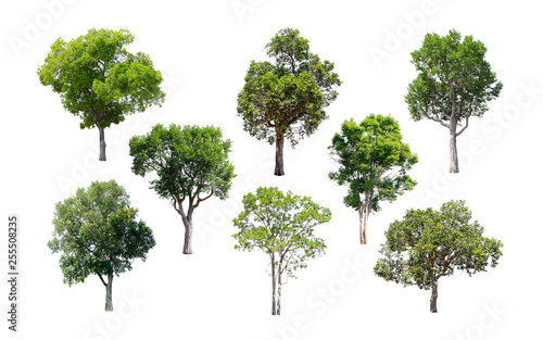 Isolated trees on white background.