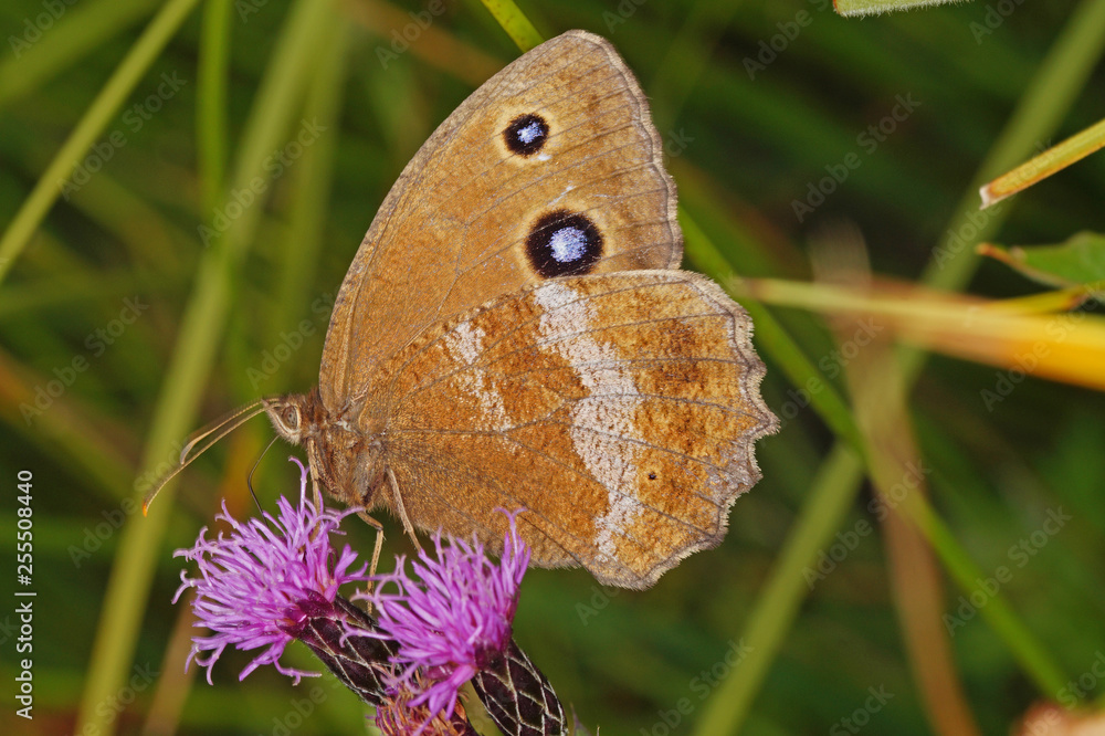 Fototapeta premium Minois dryas (SCOPOLI, 1763) Blauäugiger Waldportier, Weibchen DE, BY, Murnauer Moos 02.08.2016