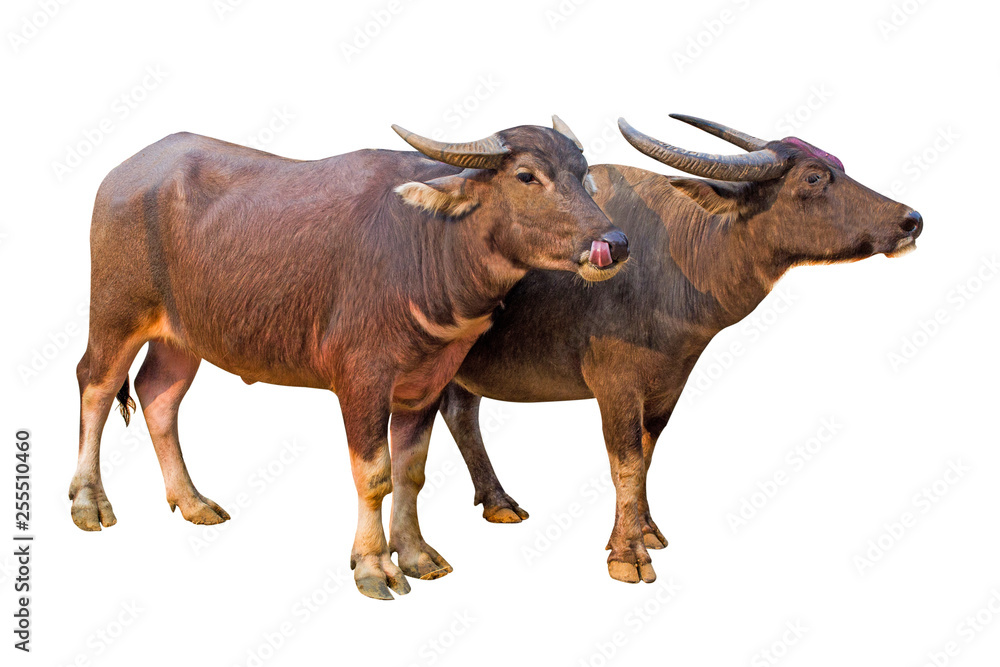 Buffalo isolated on the white background Thai Buffalo on white background Buffalo in Thailand image Buffalo isolated on the white background Thai Buffalo on white background Buffalo in Thailand image