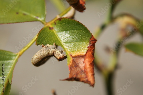 Looper Twig Caterpillar 'Geometridae Ennominae', feeding on a Rose leaf photo