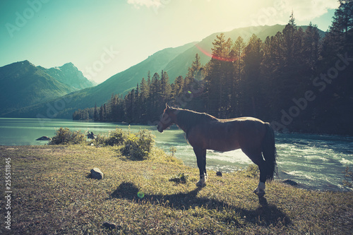 The landscape of beautiful mountain lake with the horse in the Altai mountains on background, in summer, Siberia, Altai mountain Republic, Russia photo