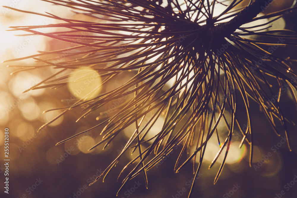 Naklejka premium Pine leaves sunset background.