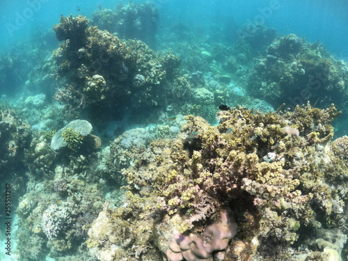 fond marin, snorkeling, Cabilao, Philippines