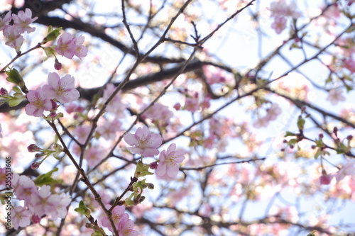 close-up Japan cherry blossom pink flower sakura branch nature background. © Supitnan