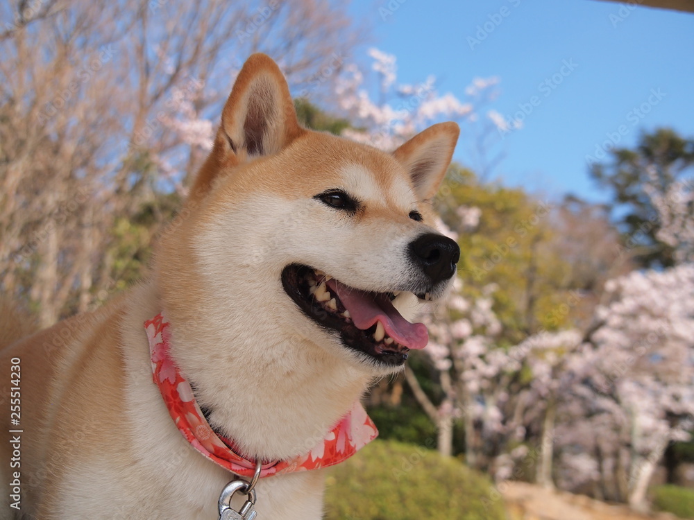 愛犬とお花見 愛犬とお花見
