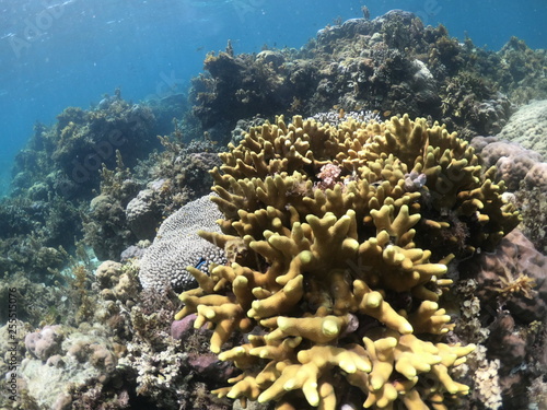 fond marin, Snorkeling, Cabilao, Philippines photo