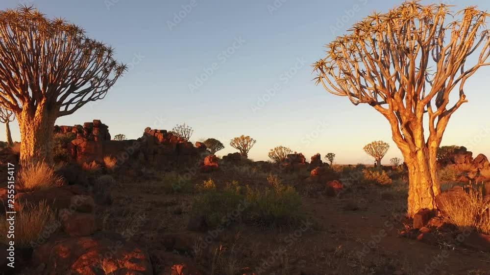 Landscape view of quiver trees (Aloe dichotoma) at sunset, Namibia, southern Africa Landscape view of quiver trees (Aloe dichotoma) at sunset, Namibia, southern Africa
