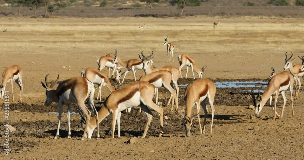 Herd of springbok antelopes (Antidorcas marsupialis) at a waterhole, Kalahari desert, South Africa Herd of springbok antelopes (Antidorcas marsupialis) at a waterhole, Kalahari desert, South Africa