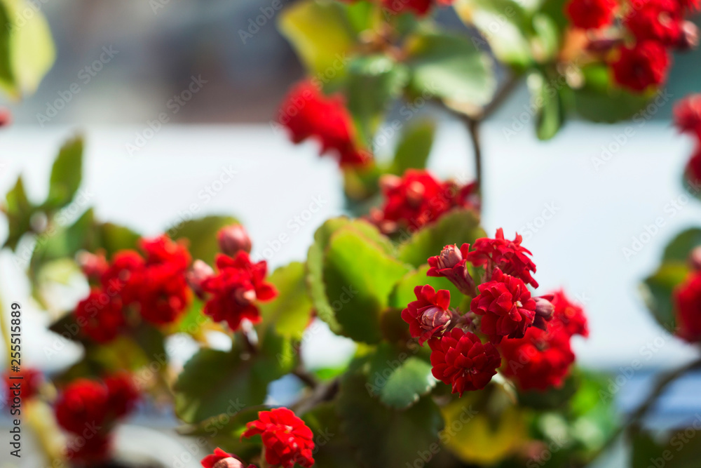 Fototapeta premium Red multi-leaf Kalanchoe, home flowering plant, flowerpot, macro