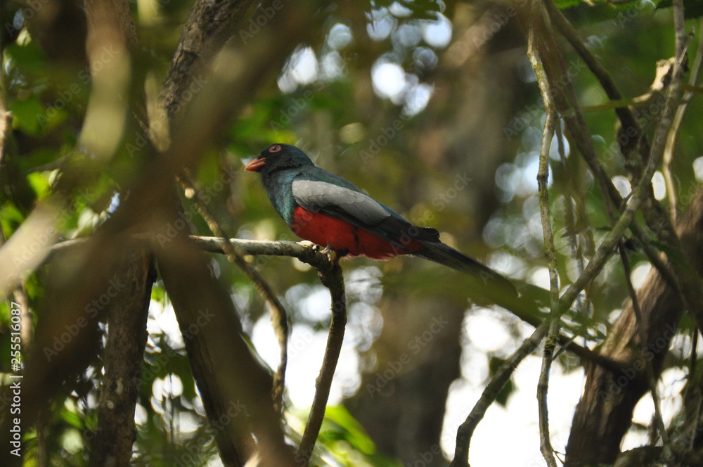 Slaty-tailed trogon perched on a branch in a tropical forest in Gamboa in Panama Slaty-tailed trogon perched on a branch in a tropical forest in Gamboa in Panama
