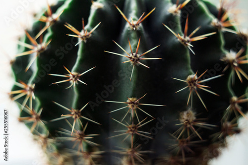 Round green cactus with long spines-needles on a light background  macro