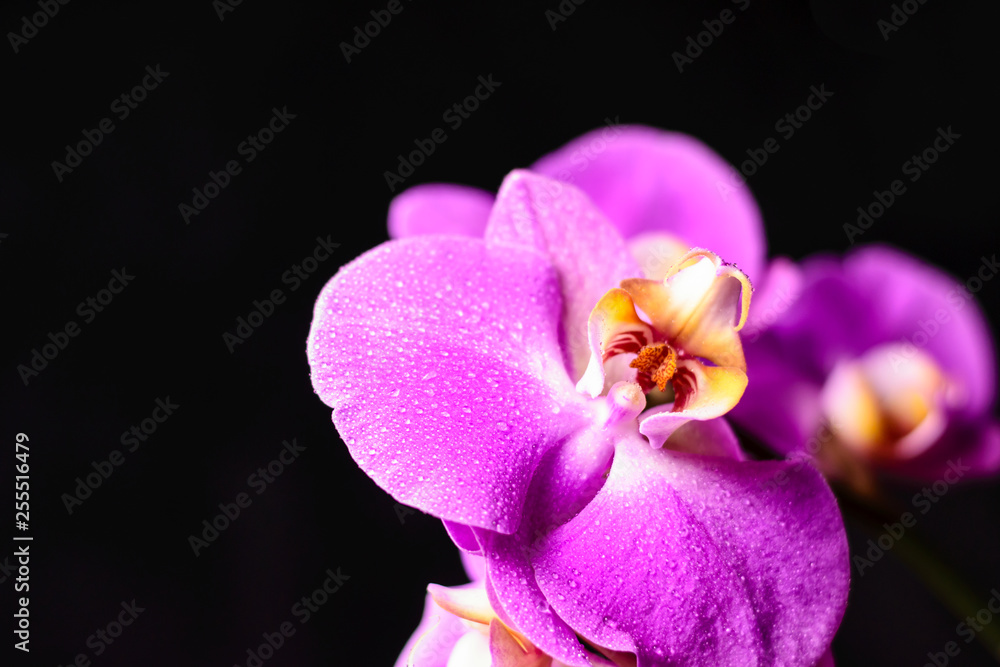 Obraz premium purple, pink orchid with drops of water on a black background