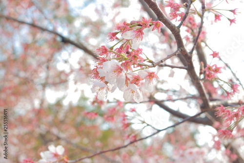 幻想的でかっこいい春の桜