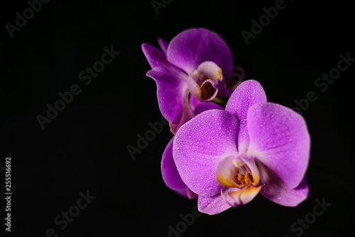 purple  pink orchid with drops of water on a black background