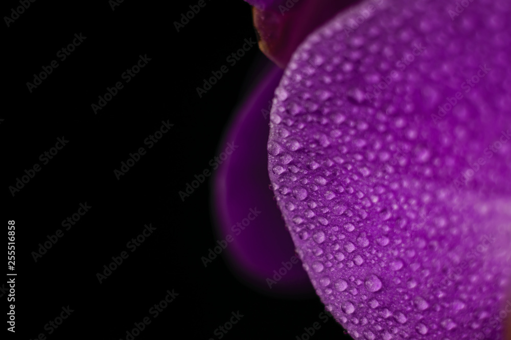 purple, pink orchid with drops of water on a black background
