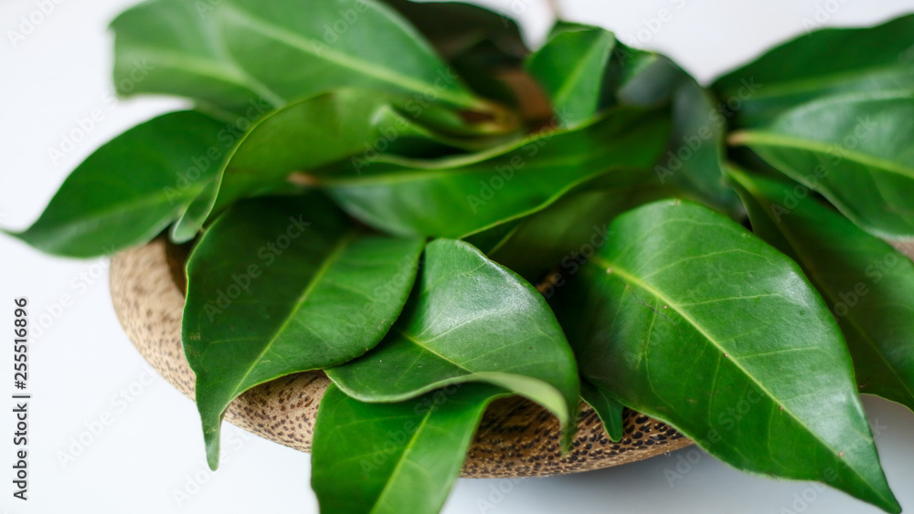 Indonesian bay leaf or Indian bay leaf on wood plate. The leaves of the