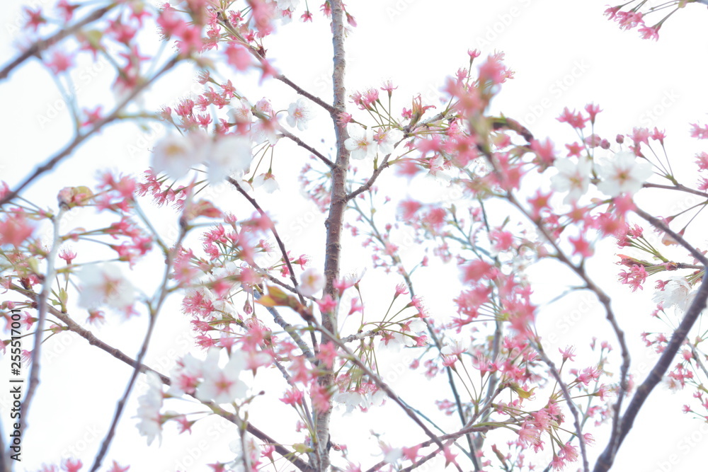 春の風に舞う満開の桜 春の風に舞う満開の桜