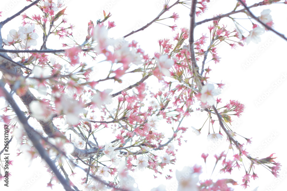 春の風に舞う満開の桜 春の風に舞う満開の桜