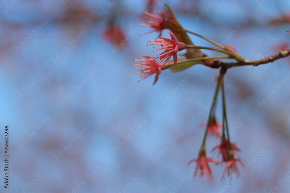 踊る春の桜と夕暮れ時