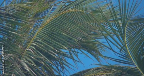 Palm Trees Blowing Gently in the Wind