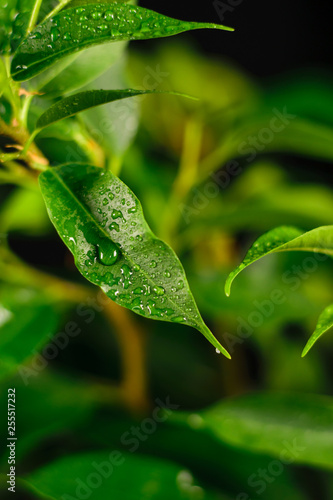 green leaves with drops of water on a black background