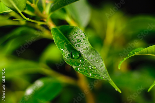 green leaves with drops of water on a black background