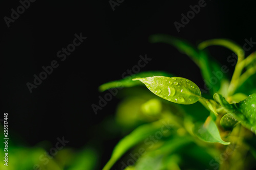 green leaves with drops of water on a black background