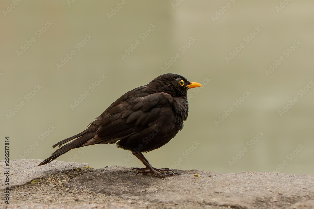 Blackbird Blackbird