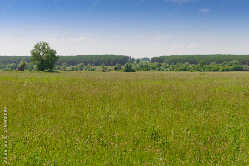 Summer landscape. Green field and forest on the horizon on a sunny summer day