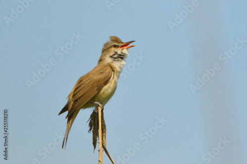 Great reed warbler on a reed stick