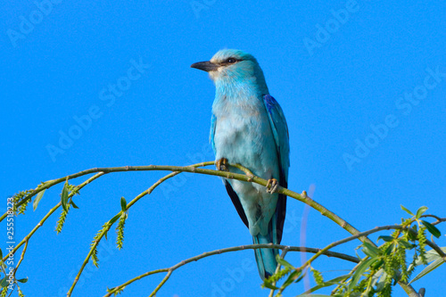 European blue roller on a branch photo