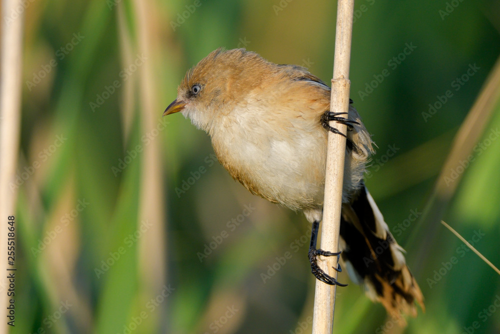 Bearded Reedling (Panurus biarmicus) Bearded Reedling (Panurus biarmicus)