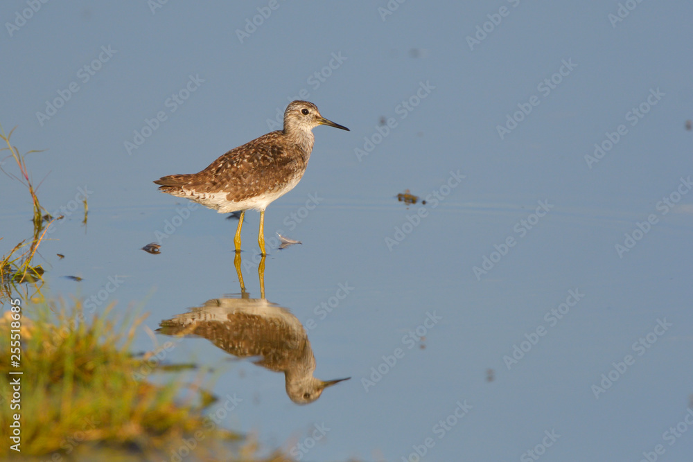 Wood Sandpiper (Tringa glareola) Wood Sandpiper (Tringa glareola)