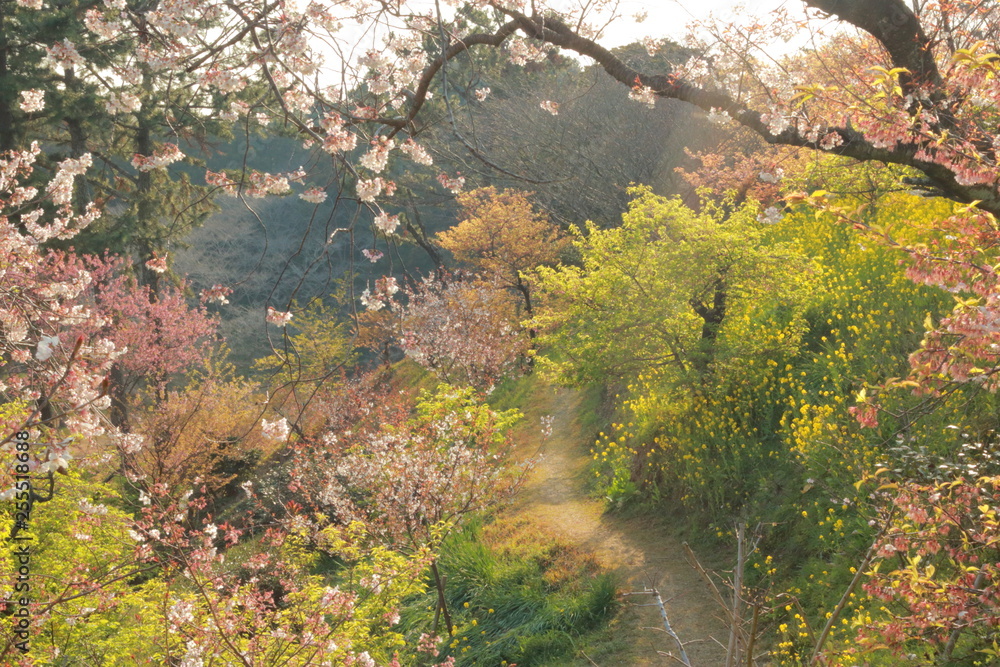 咲き乱れる荒れる桜と幻想的な森と魔法 咲き乱れる荒れる桜と幻想的な森と魔法