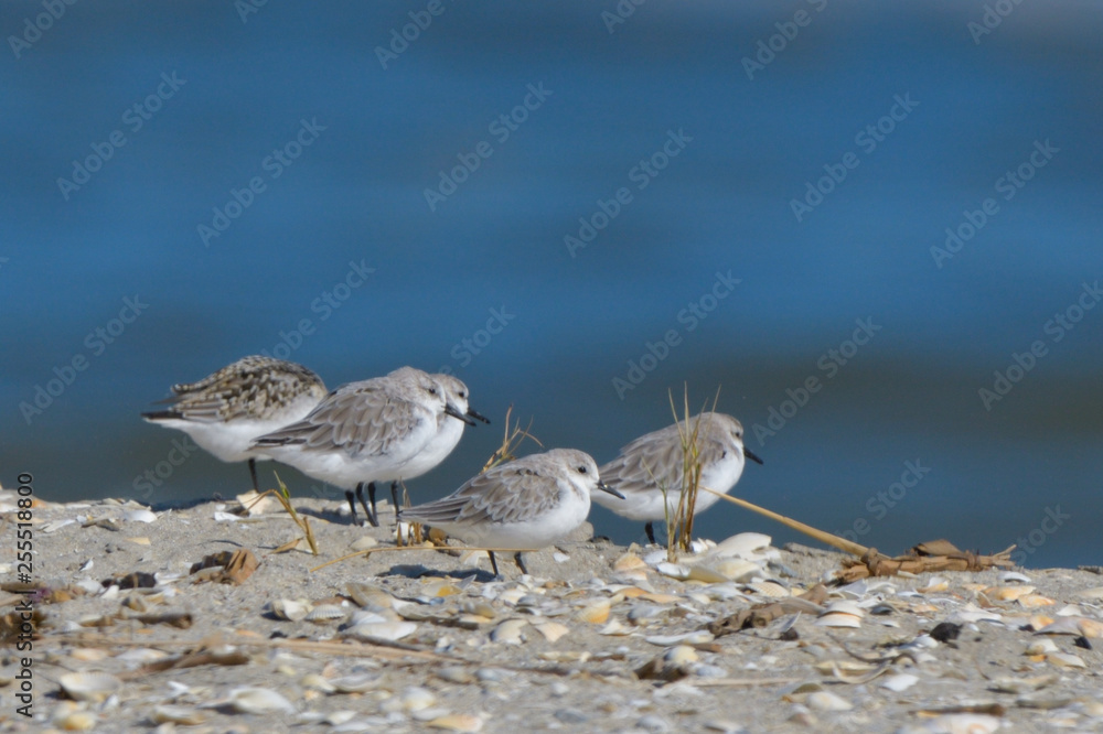 Obraz premium Sanderling
