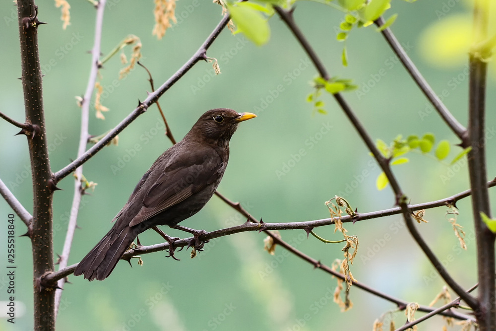 Obraz premium Blackbird