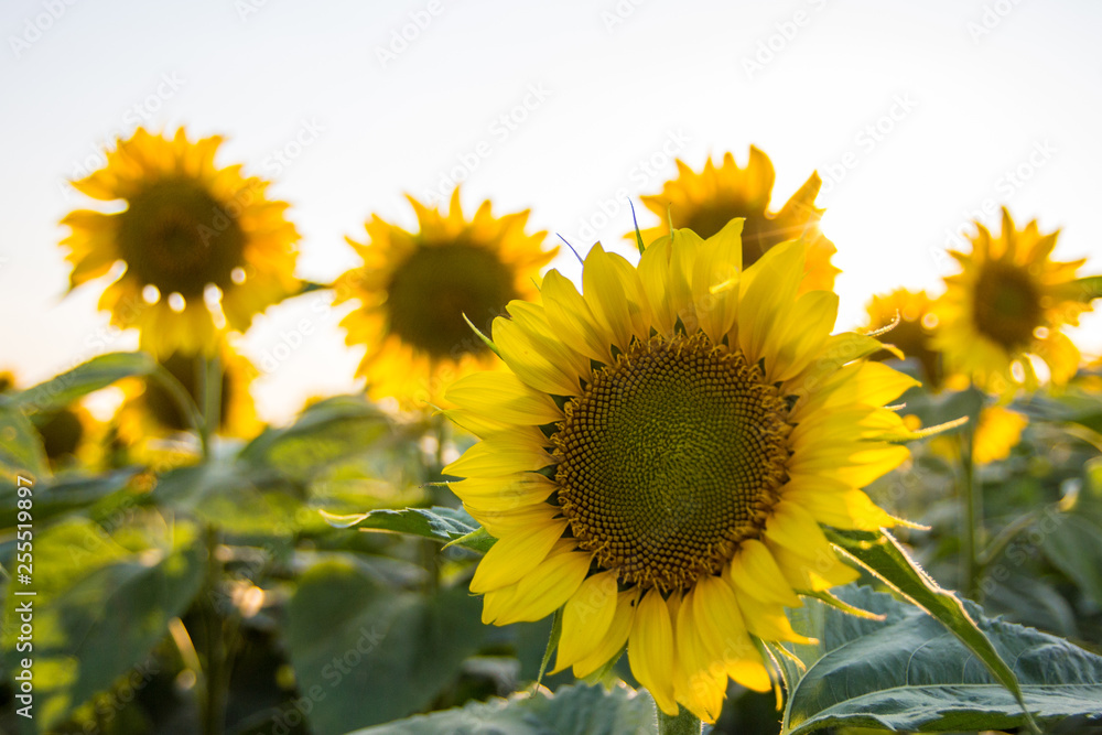 Fototapeta premium sunflowers