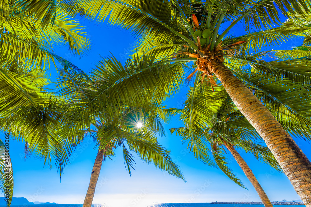 Fototapeta premium Coconut palm trees against blue sky and beautiful beach in Pattaya Thailand...